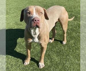 American Pit Bull Terrier Dogs for adoption in Camarillo, CA, USA