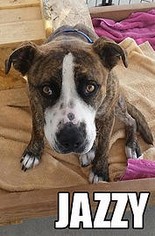 American Pit Bull Terrier-Unknown Mix Dogs for adoption in wellington, CO, USA