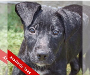 Mutt Dogs for adoption in Huntley, IL, USA