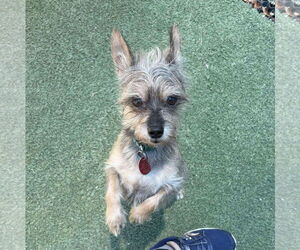 Mutt Dogs for adoption in Tempe , AZ, USA