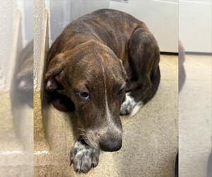 Treeing Walker Coonhound-Unknown Mix Dogs for adoption in Grand Prairie, TX, USA