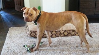 Small American Staffordshire Terrier-Boxer Mix
