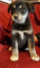 Medium Photo #1 Alaskan Husky-Unknown Mix Puppy For Sale in Brooklyn Center, MN, USA