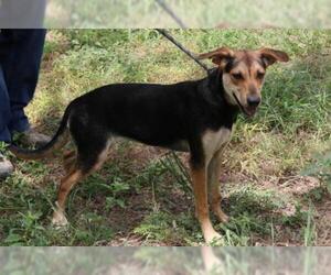 Shepradors Dogs for adoption in Bandera, TX, USA