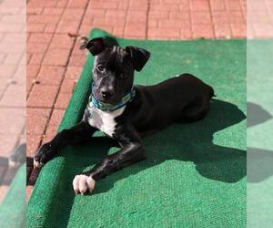 American Pit Bull Terrier-Labrador Retriever Mix Dogs for adoption in Huntersville, NC, USA