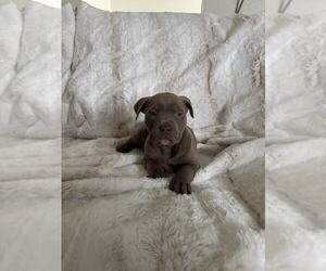 American Pit Bull Terrier-Unknown Mix Dogs for adoption in MIDWAY, UT, USA