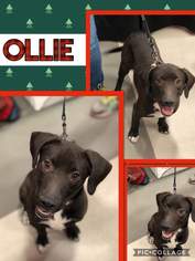 Medium Photo #1 Labbe Puppy For Sale in Fenton, MO, USA