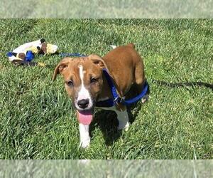 American Pit Bull Terrier-Unknown Mix Dogs for adoption in Placerville, CA, USA