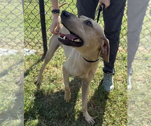 Labrador Retriever-Unknown Mix Dogs for adoption in The Woodlands, TX, USA