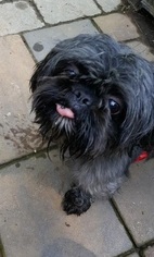 Medium Photo #1 Shih Tzu Puppy For Sale in Monkton, MD, USA