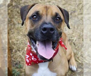 Medium Photo #1 Boxer-Unknown Mix Puppy For Sale in San Antonio, TX, USA