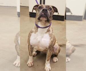 Bullboxer Pit Dogs for adoption in Amarillo, TX, USA