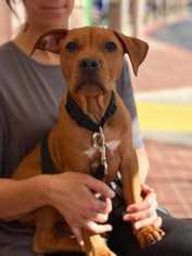 Medium Photo #1 American Pit Bull Terrier-Rhodesian Ridgeback Mix Puppy For Sale in Livermore, CA, USA