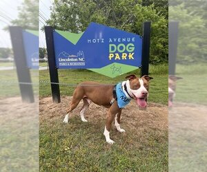 Staffordshire Bull Terrier Dogs for adoption in Palmetto, FL, USA