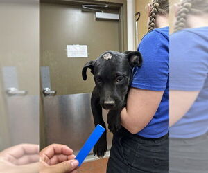 American Pit Bull Terrier-Unknown Mix Dogs for adoption in Camarillo, CA, USA