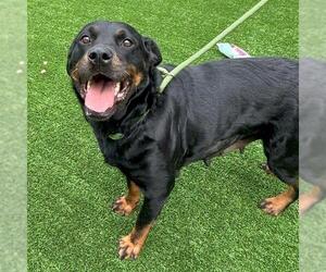Rottweiler Dogs for adoption in Murfreesboro, TN, USA