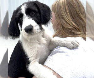 Collie-Unknown Mix Dogs for adoption in Minneapolis, MN, USA