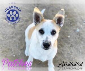 Ausky Dogs for adoption in HESPERIA, CA, USA