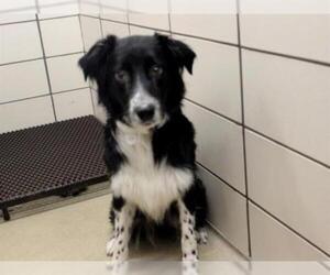 Border-Aussie Dogs for adoption in Fort Wayne, IN, USA