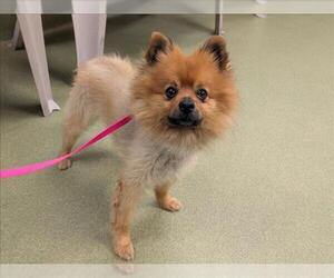 Pomeranian Dogs for adoption in Moreno Valley, CA, USA