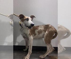 American Pit Bull Terrier Dogs for adoption in Bakersfield, CA, USA