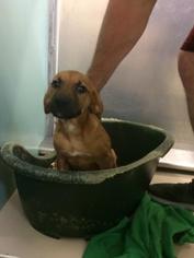 Boxador Dogs for adoption in Winchester, TN, USA