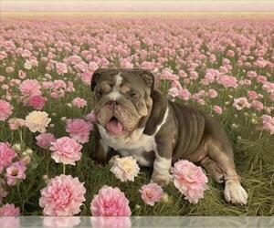 Bulldog Dogs for adoption in Rancho Cucamonga, CA, USA