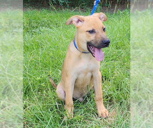 Labrador Retriever-Unknown Mix Dogs for adoption in Wetumpka, AL, USA