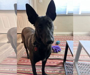 Mutt Dogs for adoption in Imlay City, MI, USA