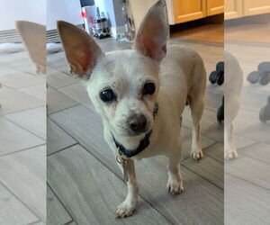 Jack Chi Dogs for adoption in Sanford, FL, USA