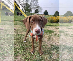 Labrador Retriever-Unknown Mix Dogs for adoption in Derwood, MD, USA