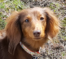 Dachshund Dogs for adoption in Westmont, IL, USA
