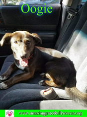 Basset Hound-Labrador Retriever Mix Dogs for adoption in Pensacola, FL, USA