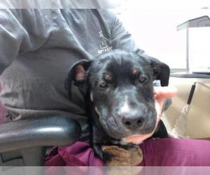 Mastador Dogs for adoption in Palmer, AK, USA