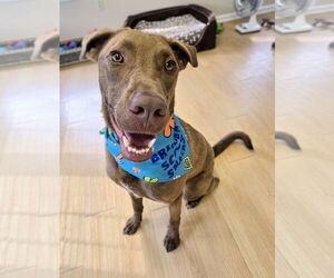 Chocolate Labrador retriever-Unknown Mix Dogs for adoption in Rockaway, NJ, USA