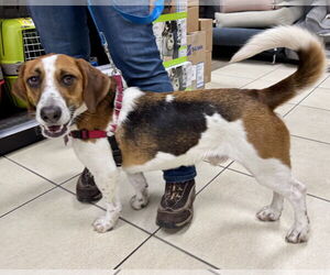 Beagle-Unknown Mix Dogs for adoption in Doylestown, PA, USA