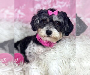 Shih Tzu Dogs for adoption in Bon Carbo, CO, USA