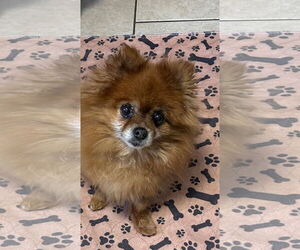 Pomeranian Dogs for adoption in Lebanon, PA, USA