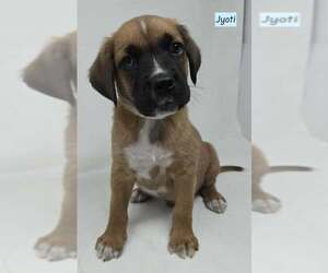 Boxador Dogs for adoption in Brewster, NY, USA