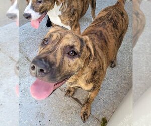 American Pit Bull Terrier-Unknown Mix Dogs for adoption in Lodi, CA, USA