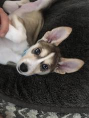 Siberian Husky Dogs for adoption in Matawan, NJ, USA