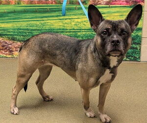 French Bulldog-Unknown Mix Dogs for adoption in Moreno Valley, CA, USA