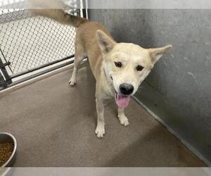 Anatolian Shepherd-Unknown Mix Dogs for adoption in HESPERIA, CA, USA