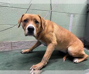 Boxer-Unknown Mix Dogs for adoption in Grand Prairie, TX, USA