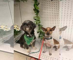 Lhasa Apso Dogs for adoption in Sheboygan, WI, USA