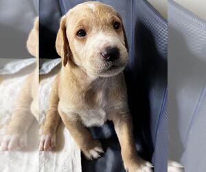 Poodle (Standard)-Retriever Mix Dogs for adoption in Minneapolis, MN, USA
