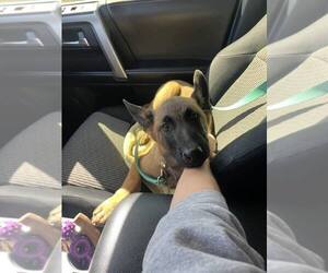 Dutch Shepherd -Unknown Mix Dogs for adoption in Imlay City, MI, USA