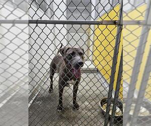 American Pit Bull Terrier-Unknown Mix Dogs for adoption in Temple, TX, USA