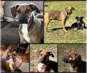 Black Mouth Cur-Unknown Mix Dogs for adoption in Montgomery, TX, USA