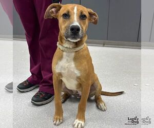 Labrador Retriever-Retriever  Mix Dogs for adoption in Washington, DC, USA